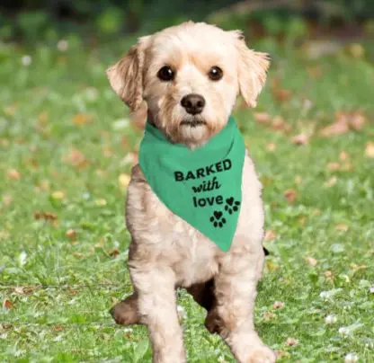 Barktivity Dog Bandana